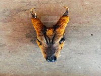 दोलखामा वन्यजन्तुको अखेटोपहारसहित लादुकका एक पुरुष पक्राउ