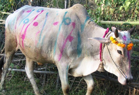 आज यमपञ्चकको चौथो दिन गोबर्धन पूजा गरी मनाइँदै