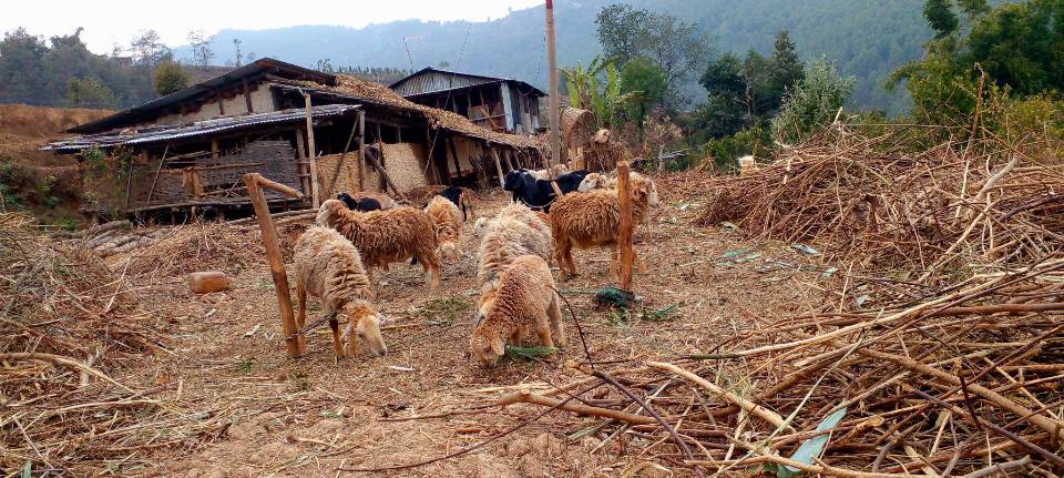 बागमती प्रदेशका झण्डै १० लाख भेडा बाख्राले पाए पिपिआर रोग विरुद्धको खोप 