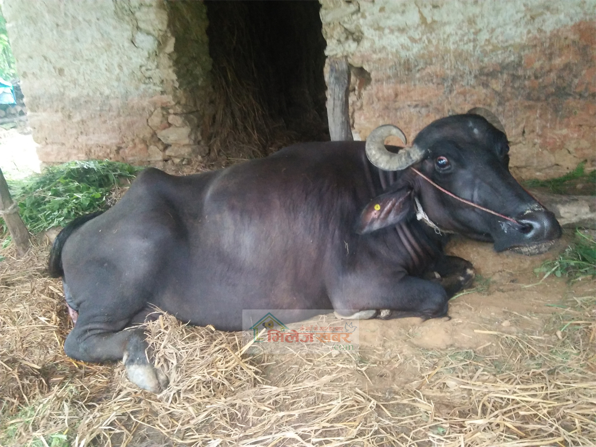 मेलुङ गाउँपालिकाको पवटीमा भैँसीले एकै बेतमा दुईवटा पाडी जन्मायो