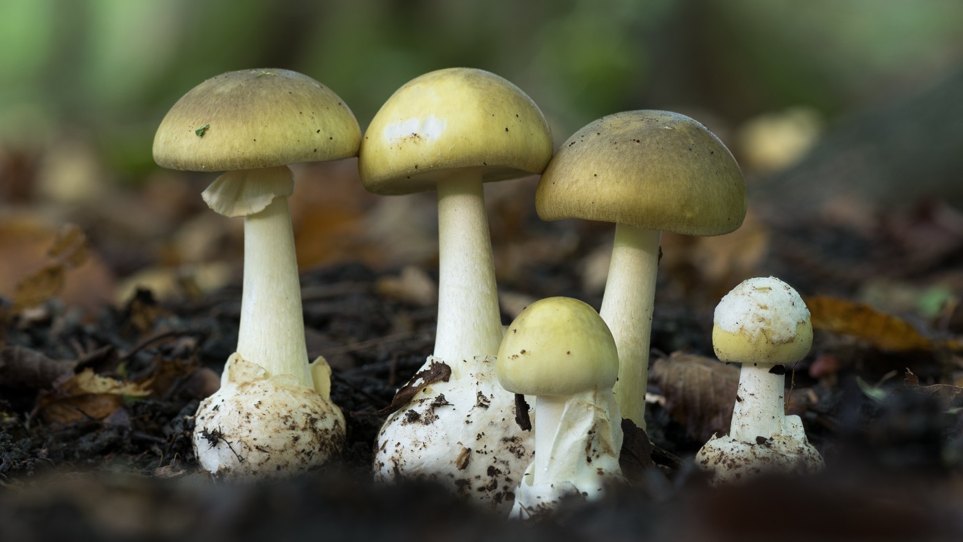 जङ्गली च्याउ खाँदा दोलखामा ६ जना बिरामी, चरिकोटमा उपचार हुँदै