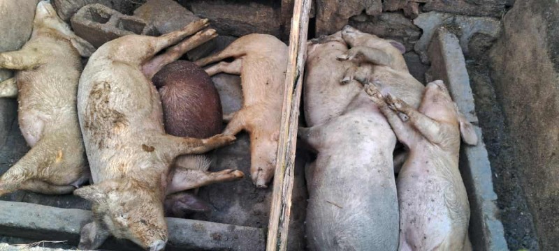 पवटीमा एउटै फर्मका ११ बङ्गुर मरे, पशु प्राविधिकले खुलाए बङ्गुर मर्नुको रहस्य