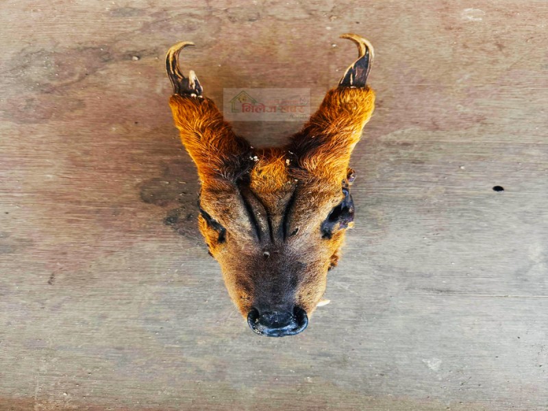 दोलखामा वन्यजन्तुको अखेटोपहारसहित लादुकका एक पुरुष पक्राउ