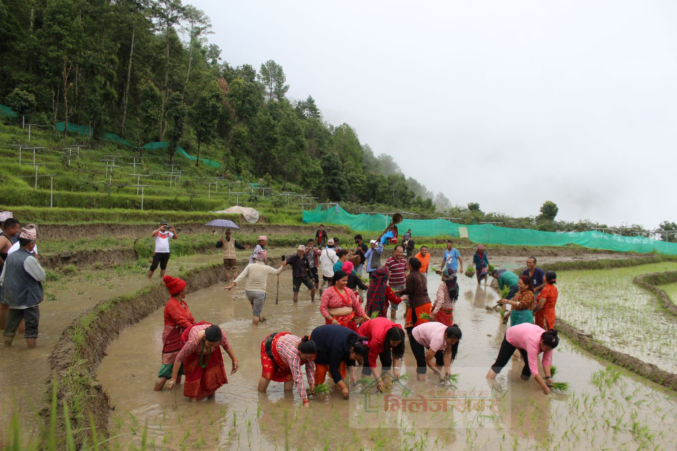 आत्मनिर्भरतामा जोड दिँदै दोलखामा धान दिवस मनाईयो