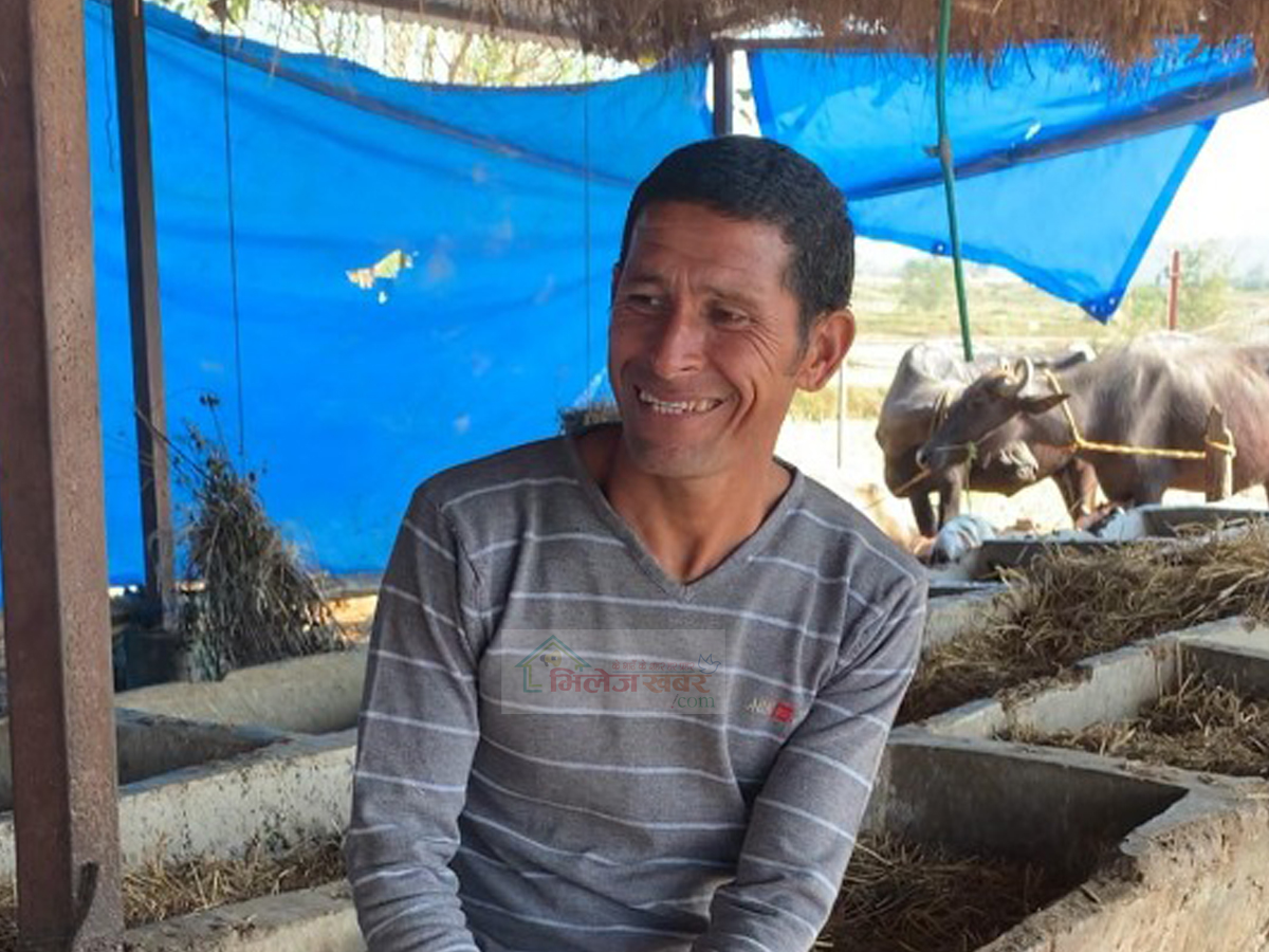 क्यान्सरको जोखिम कम गर्न कृषक थापा पशुपालन र अर्गानिक खेतीपातीमा